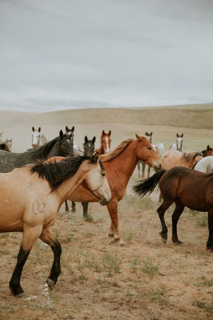 Wild West Sisters | 125 The Old Oaks Rd, Grasmere NSW 2570, Australia | Phone: 0438 609 904