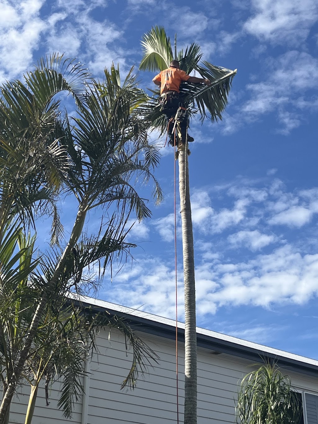 COLOURFUL TREE LOPPING STUMP GRINDING | 44A Oyster Point Esplanade, Scarborough QLD 4020, Australia | Phone: 0438 988 985