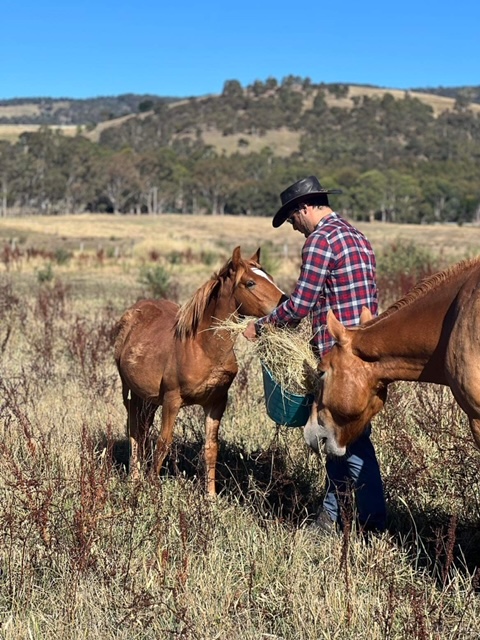 Victorian Brumby Association | Raglan-Elmhurst Rd, Glenlogie VIC 3469, Australia | Phone: 0417 504 412