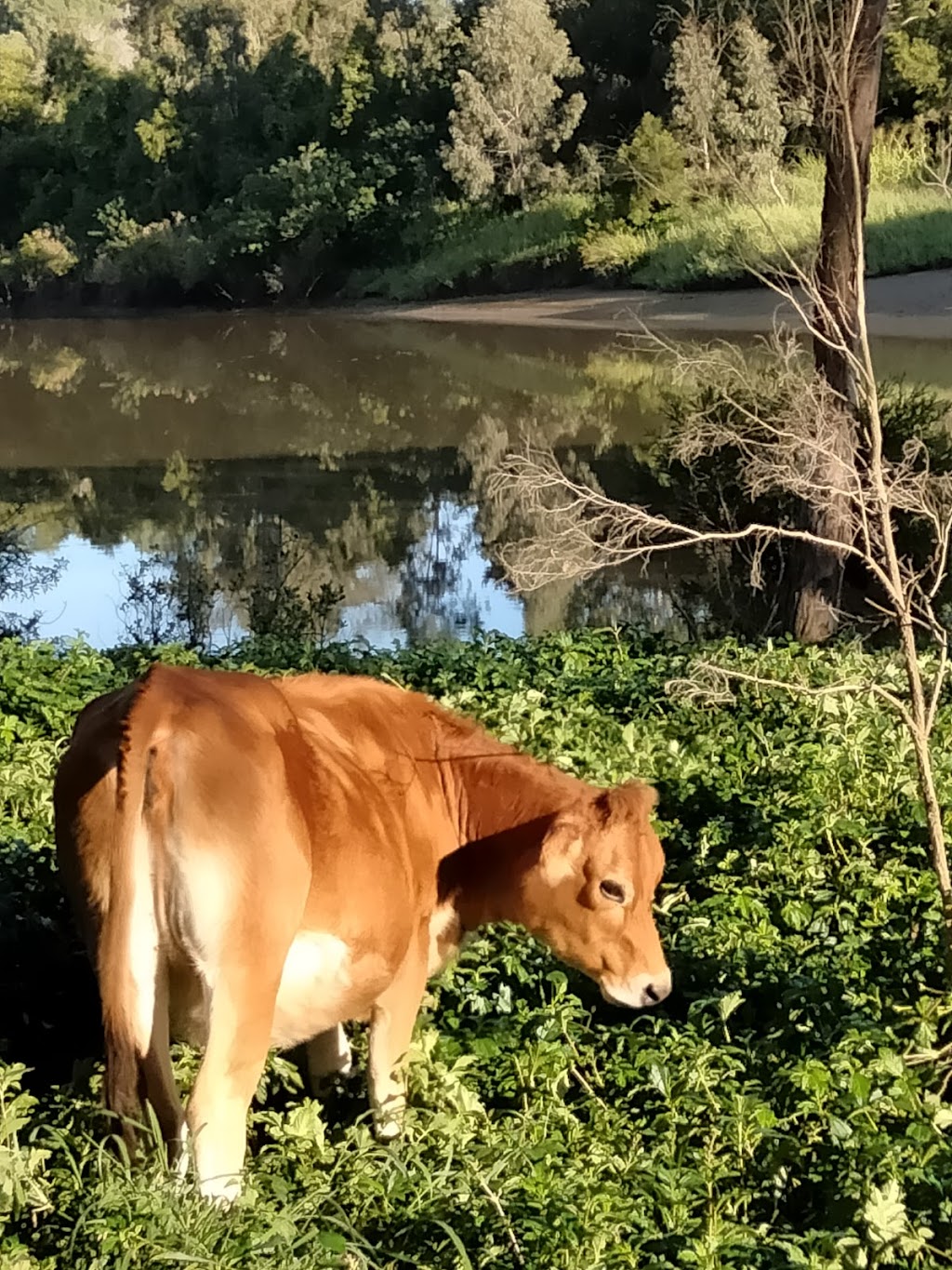 Goldhayven Farm | 74 Danyenah St, Loganholme QLD 4129, Australia | Phone: 0411 571 542