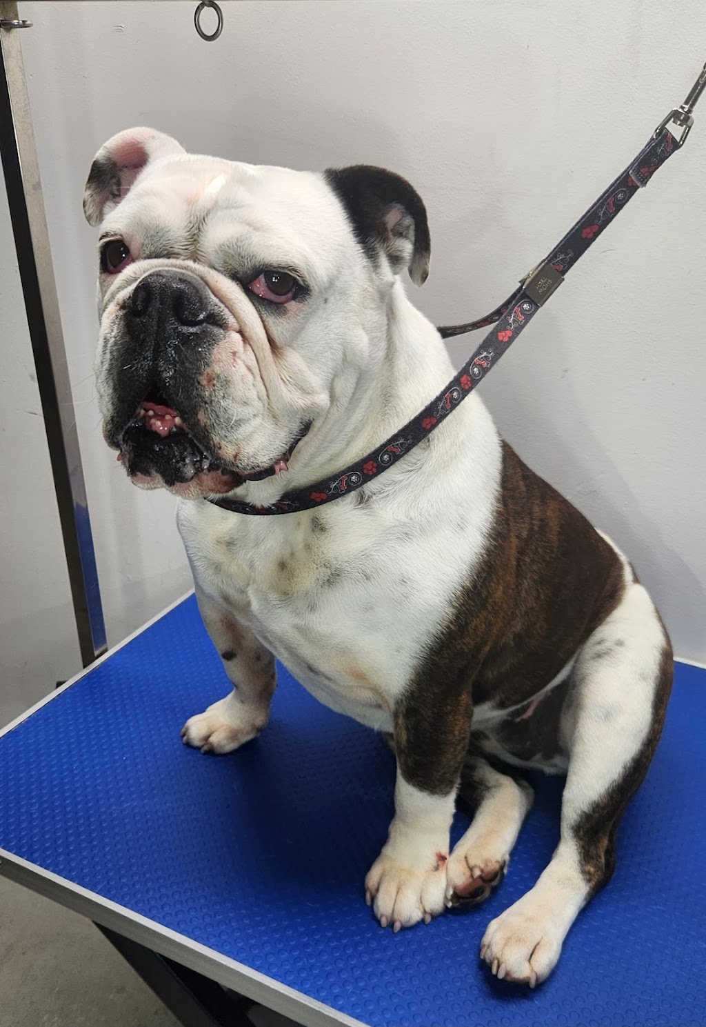 Gippy Dog Grooming | Brittlewood Ln, Longwarry VIC 3816, Australia | Phone: 0461 453 341