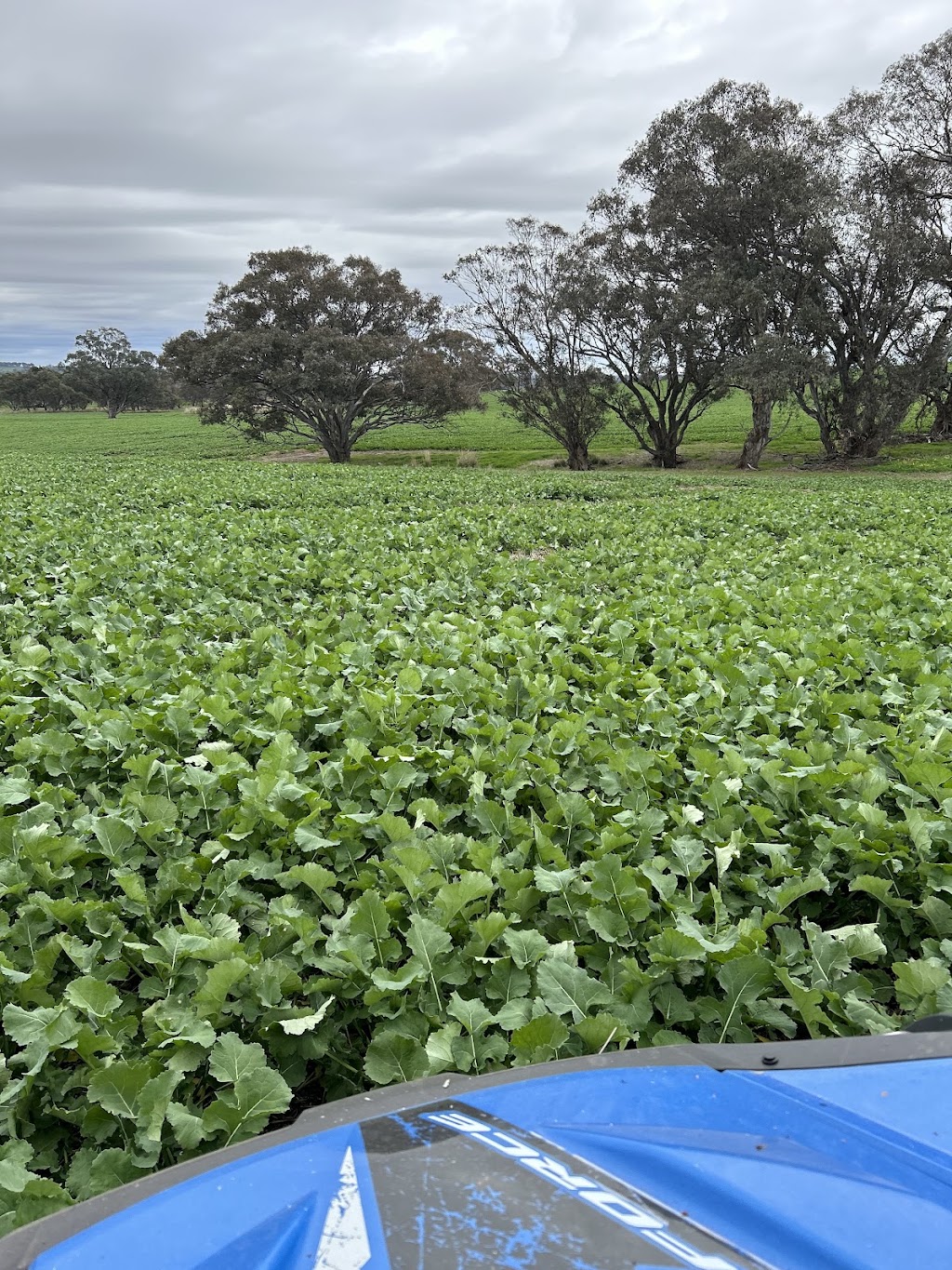 Lillington Hay and Fodder | 252 Bethel Rd, Burrumbuttock NSW 2642, Australia | Phone: 0429 205 590