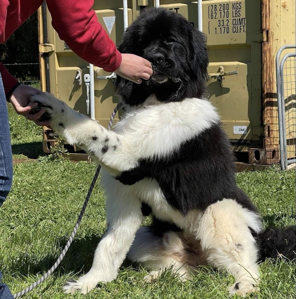 Flying Paws Dog Training | Gawler Rd, Ulverstone TAS 7315, Australia | Phone: 0429 372 414