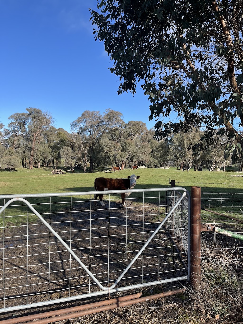 Natural Honey Peakys Honey | 606 Tooma Rd, Tumbarumba NSW 2653, Australia | Phone: 0408 116 421
