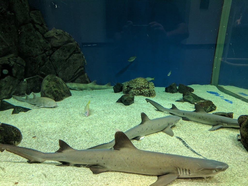 Southport Sharks | Olsen Ave &, Musgrave Ave, Southport QLD 4215, Australia | Phone: (07) 5532 1155