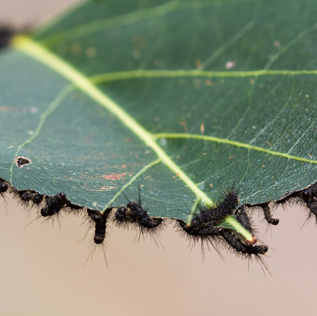 ABC Termite Control Rose Bay | Termite Control, Rose Bay NSW 2029, Australia | Phone: 0488 886 019