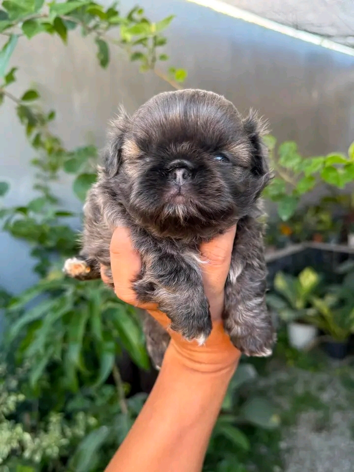 POLINAS SHIHTZU PUPPIES FOR REHOMING | St Georges Terrace, St George QLD 4487, Australia | Phone: (570) 597-3342