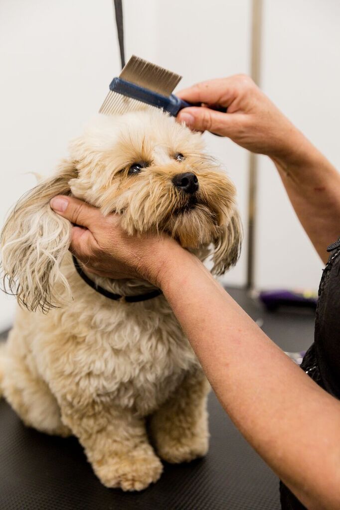 Illawarra Animal Rehabilitation | veterinary care | 43 Princes Hwy, Figtree NSW 2525, Australia | 0242139333 OR +61 2 4213 9333