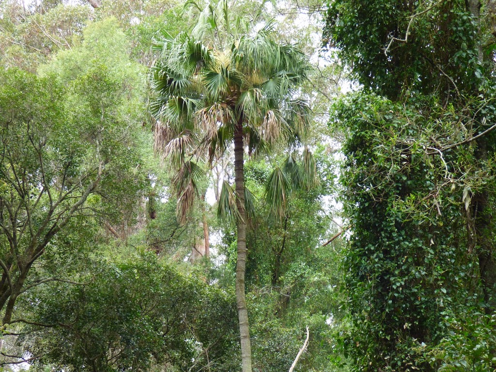 Cabbage Tree Creek Flora Reserve. | park | Cabbage Tree Creek VIC 3889, Australia | 131963 OR +61 131963