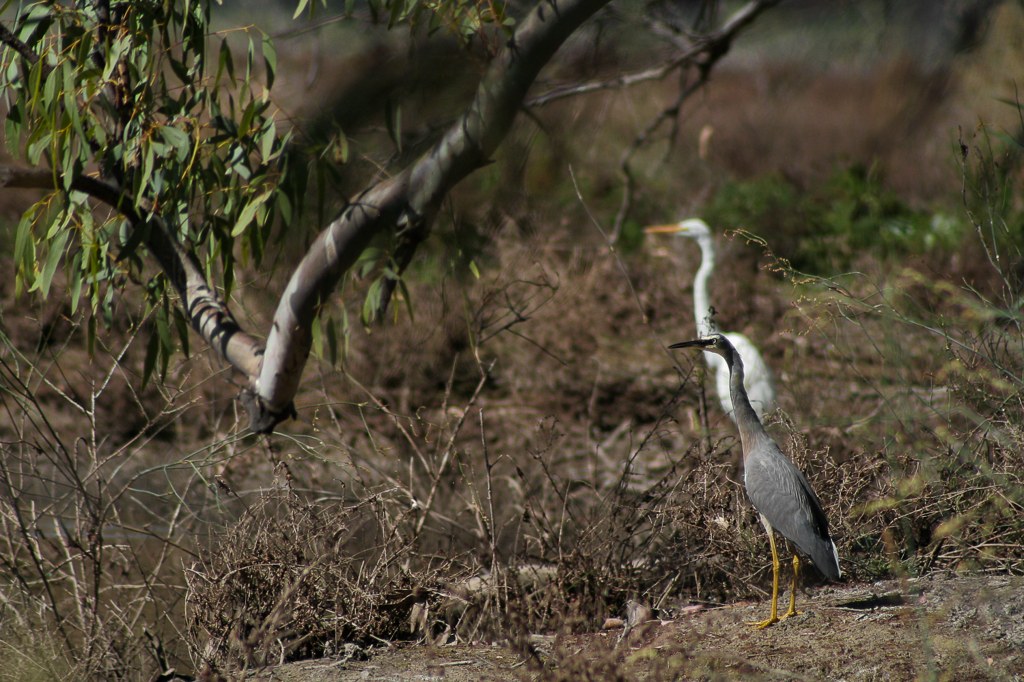 Kulcurna Homestead | lodging | LOT 33 Cal Lal Rd, Rufus River NSW 2648, Australia | 0350278241 OR +61 3 5027 8241