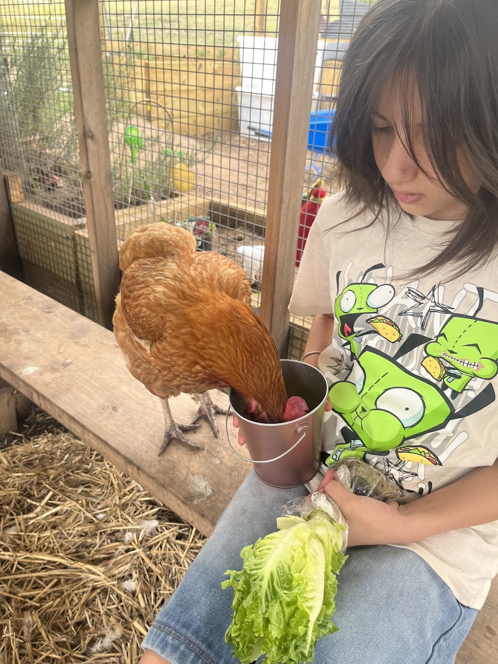 Calm The Farm Albion Park | 83 East West Link, Croom NSW 2527, Australia | Phone: 0402 241 933