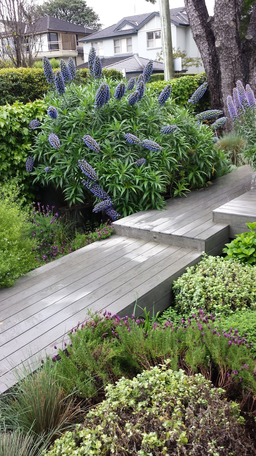 Dinos Gardens and Hedges | 19 Carrabeen Dr, Old Bar NSW 2430, Australia | Phone: 0418 962 132