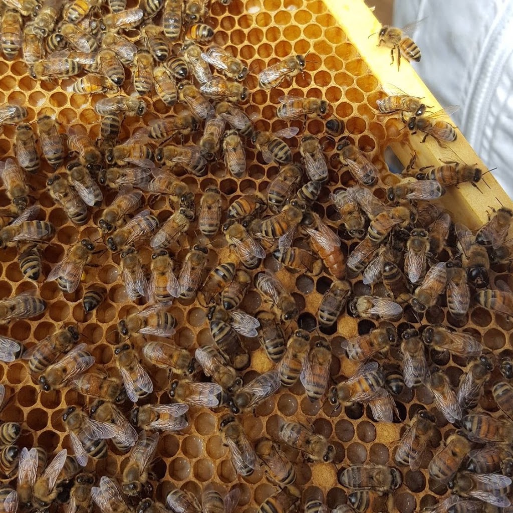 Beeman Honey & Beekeeping Supplies | store | 14 Karingal Dr, Frankston VIC 3199, Australia | 0438746501 OR +61 438 746 501