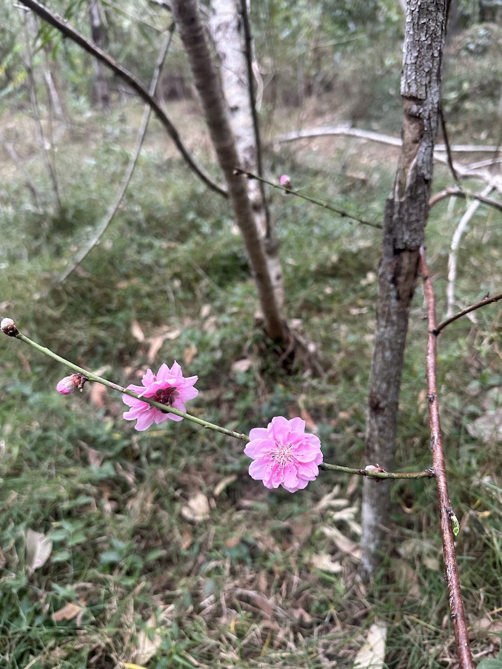 Sanctuary of the Wild | Latina Ave, Seven Hills QLD 4170, Australia | Phone: 0417 616 256