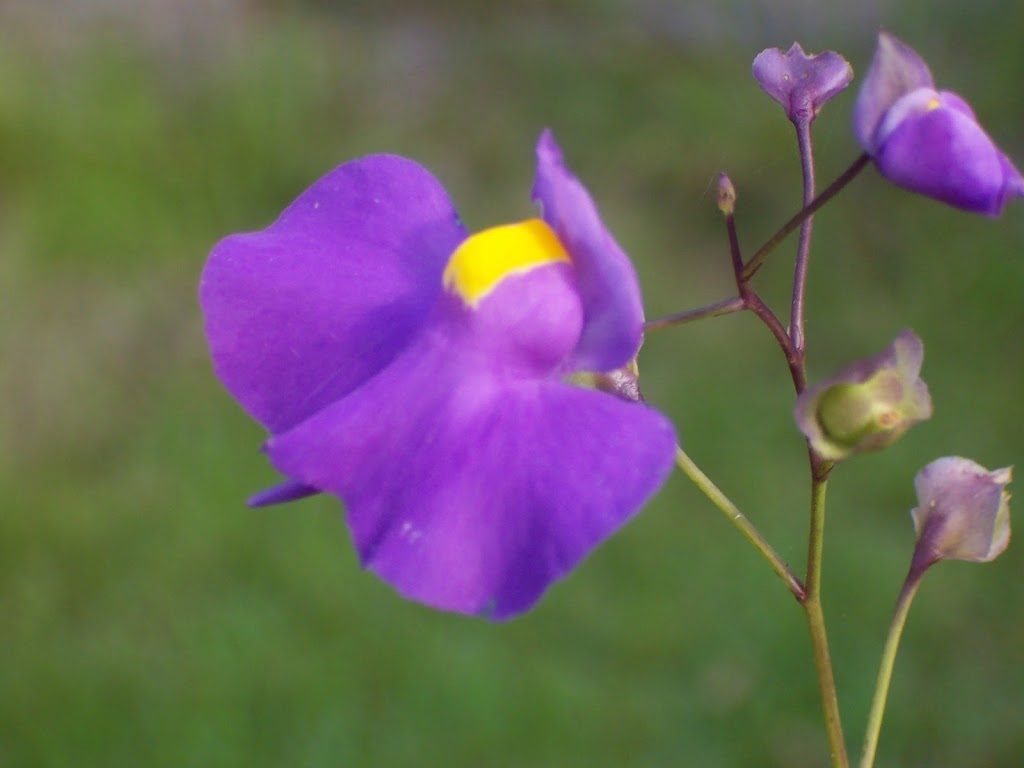 Carnivorous Gotcha Plants | 8 Balsam Rd, Eumundi QLD 4562, Australia | Phone: (07) 5442 8204