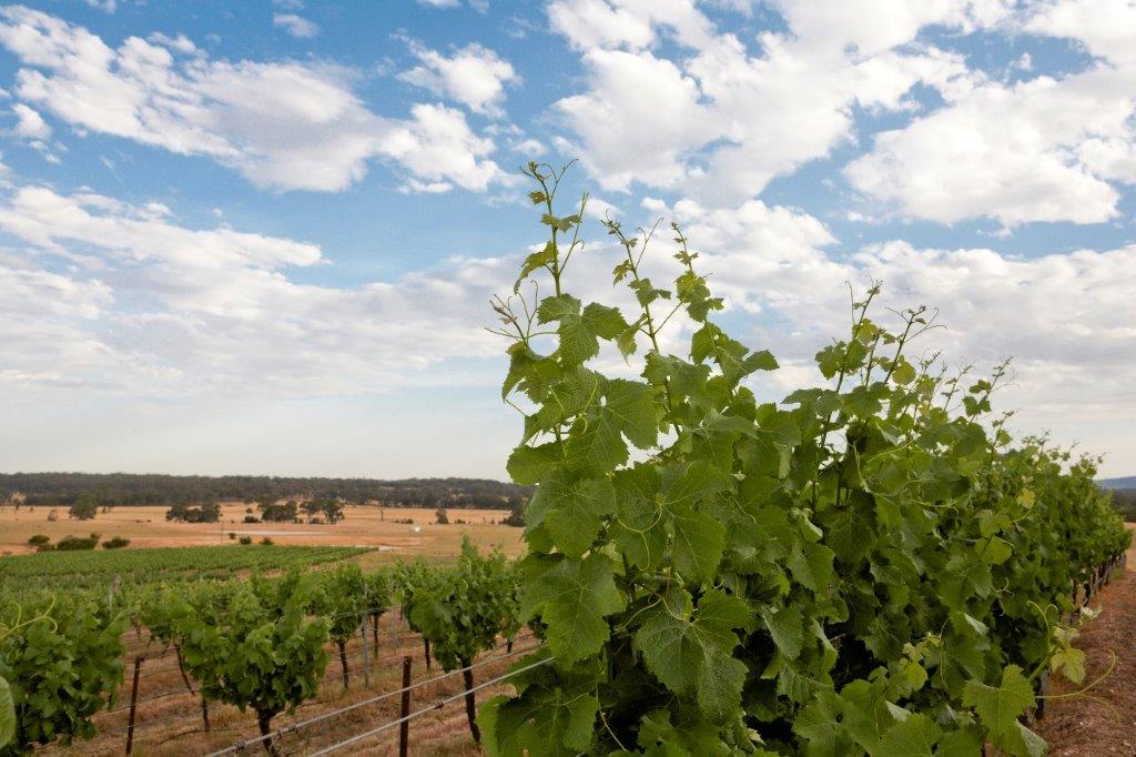 Kara Kara Vineyard Estate | 99 Edelston Rd, Carapooee West VIC 3477, Australia | Phone: 0437 810 091