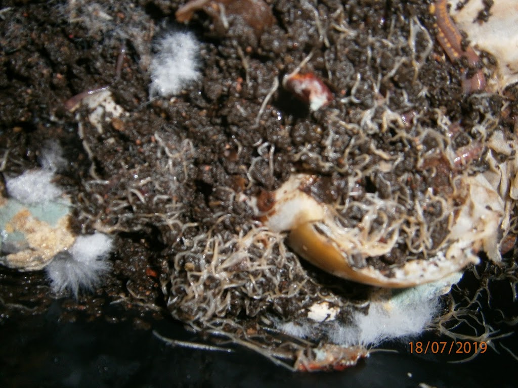 Rosemeadow Worm Farming | 5 Fitzgibbon Ln, Rosemeadow NSW 2560, Australia | Phone: (02) 9057 6479