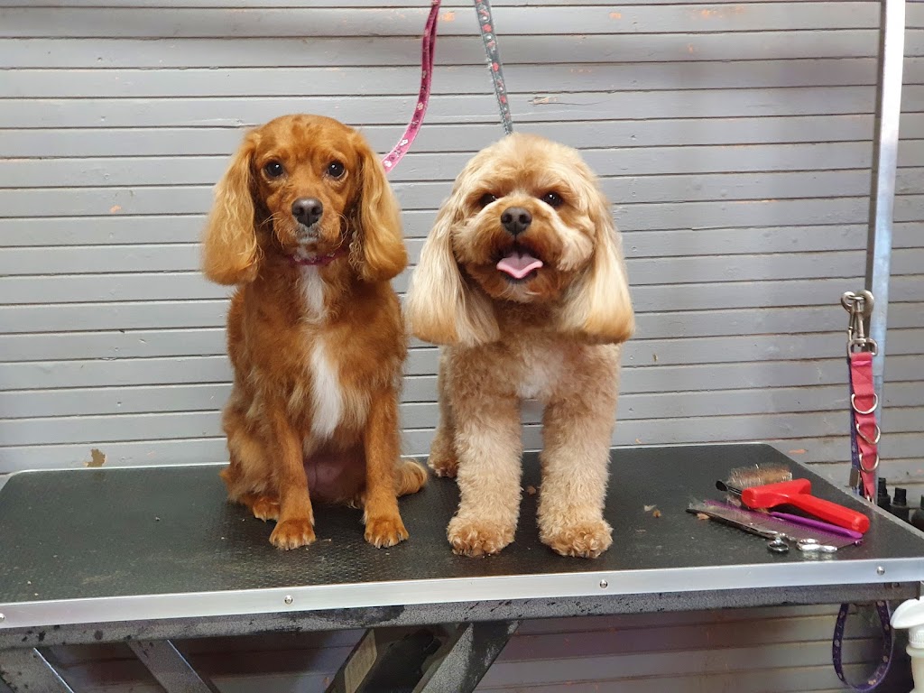 Rysup Dog Grooming | 10 Campbell St, Ellalong NSW 2325, Australia | Phone: 0425 807 519