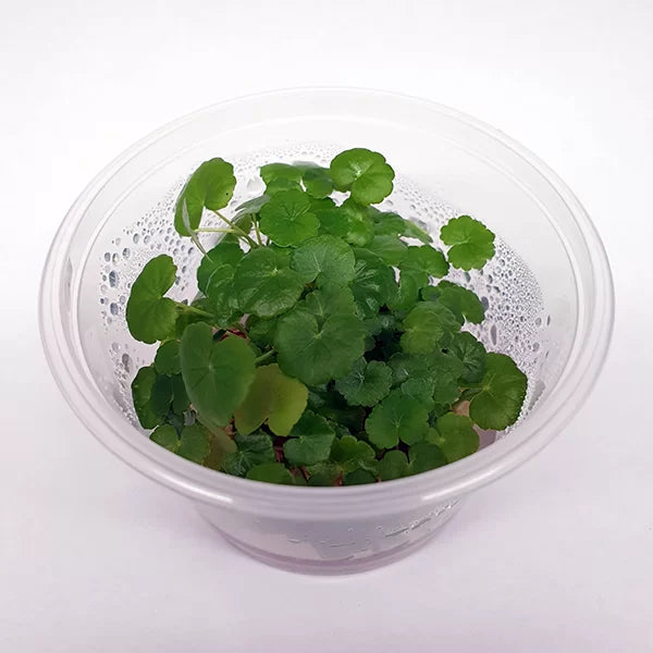 The Guppy Garden & Nano Nursery | Open By Appointment, 5/47 St George Cres, Sandy Point NSW 2172, Australia | Phone: 0437 158 143