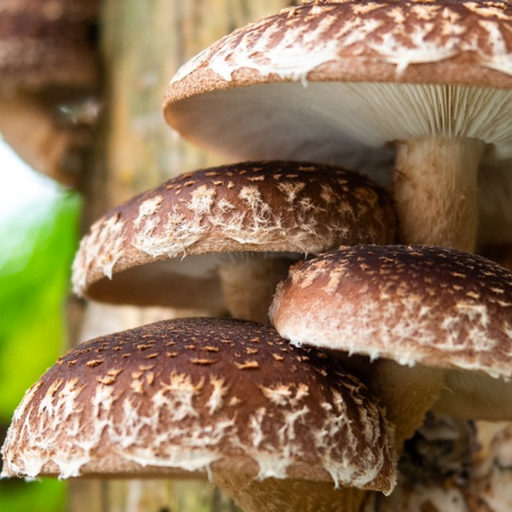 Flooding Creek Fungi | food | Gunaikurnai Country, Araluen Dr, Sale VIC 3850, Australia | 0438201514 OR +61 438 201 514