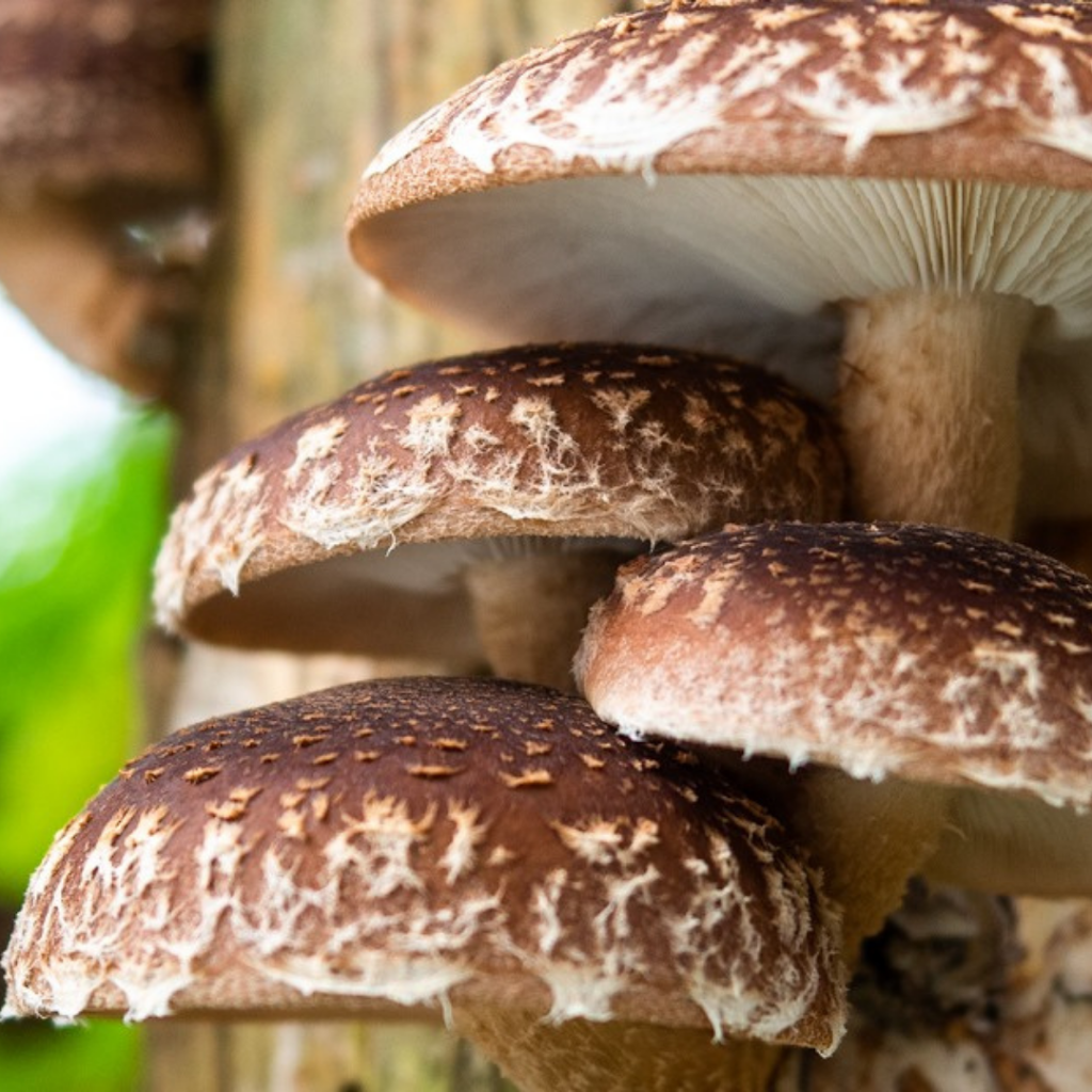 Flooding Creek Fungi | Gunaikurnai Country, Araluen Dr, Sale VIC 3850, Australia | Phone: 0438 201 514