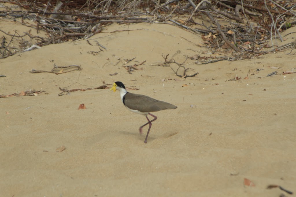 Skull Knob Conservation Park | St Helens Beach QLD 4798, Australia