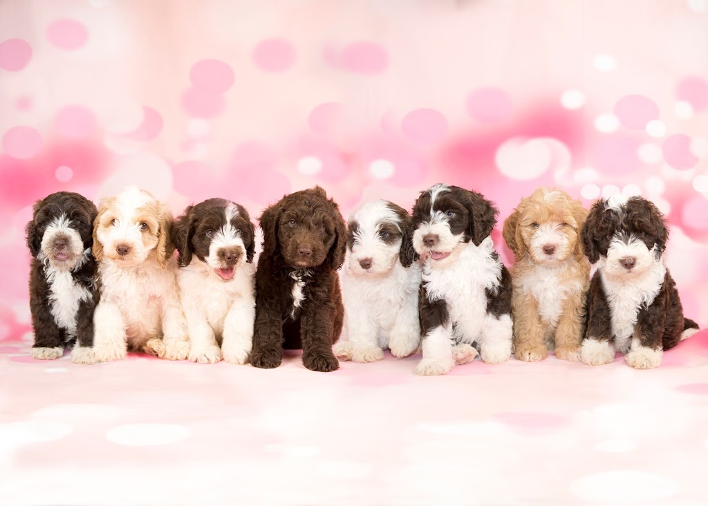 Belloui Labradoodles | Brookfield Rd, Brookfield QLD 4069, Australia | Phone: 0404 871 815