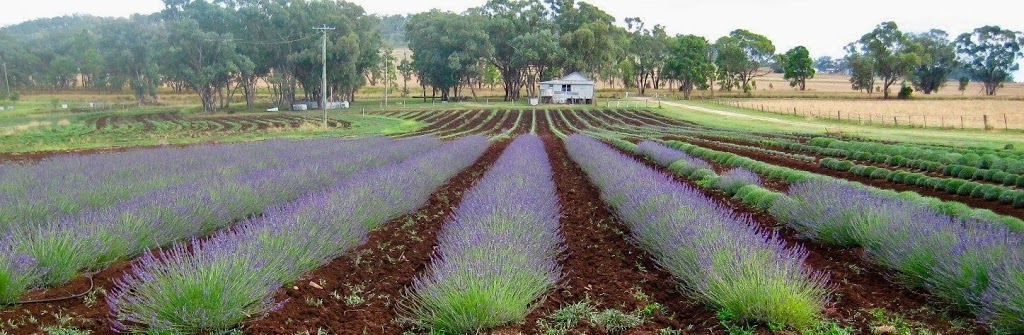 Wyoming Lavender Estate | food | Wyoming, 903 Mount Russell Rd, Mount Russell NSW 2360, Australia | 0439166117 OR +61 439 166 117