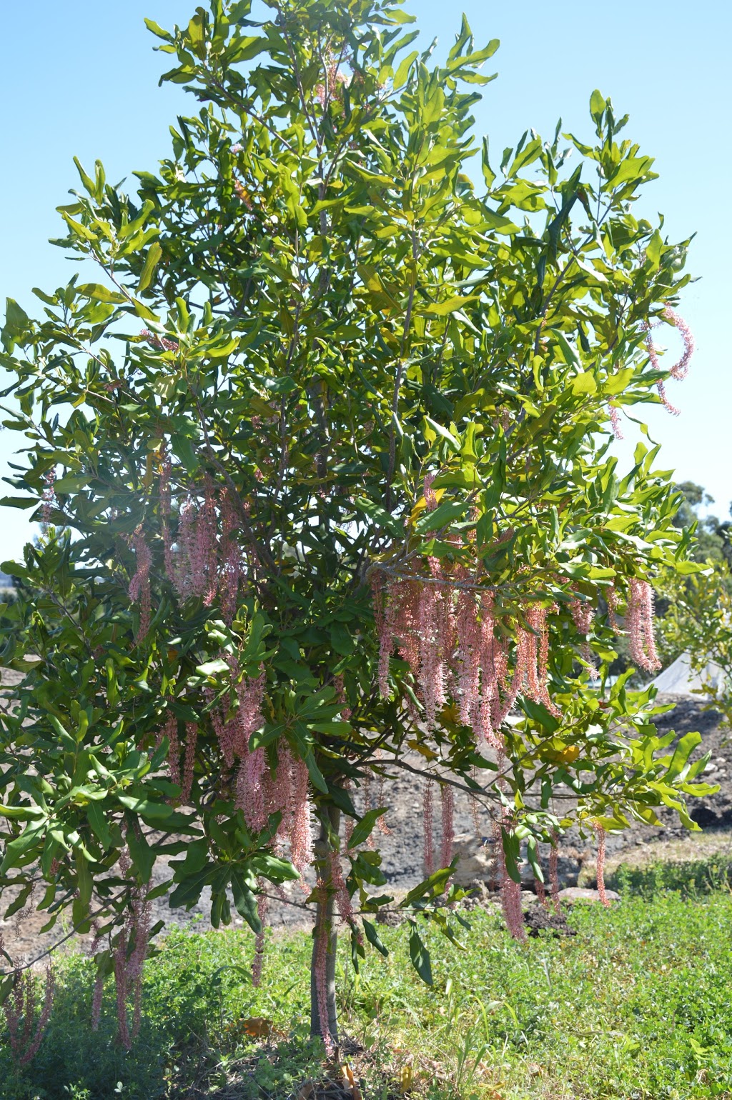 Tallegalla Fruit Trees |  | 19 Cochranes Rd, Tallegalla QLD 4340, Australia | 0754644032 OR +61 7 5464 4032