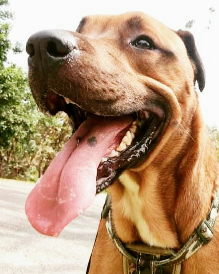 K9 Walkers | 19+ years in business, Ourimbah NSW 2258, Australia | Phone: 0418 224 692