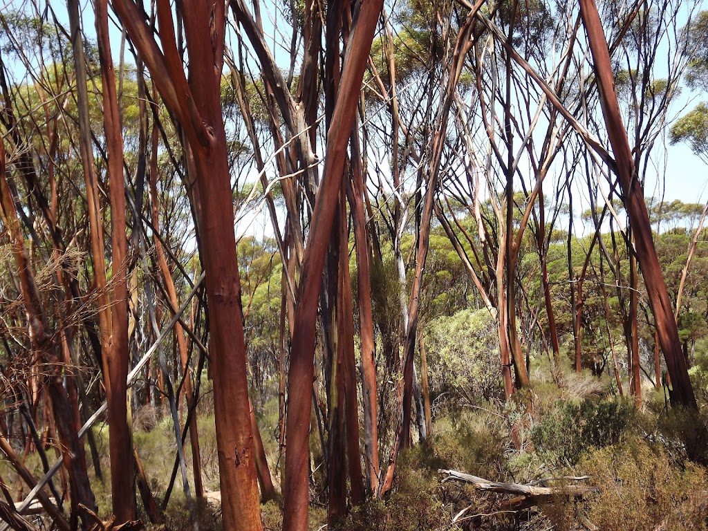 The Great Western Woodlands | 117 Roberts St, Norseman WA 6443, Australia | Phone: 0400 908 834