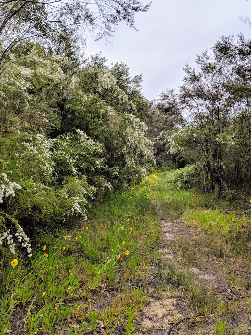 Tea Tree Mangrove |  | Central Mangrove NSW 2250, Australia | 0243731912 OR +61 2 4373 1912