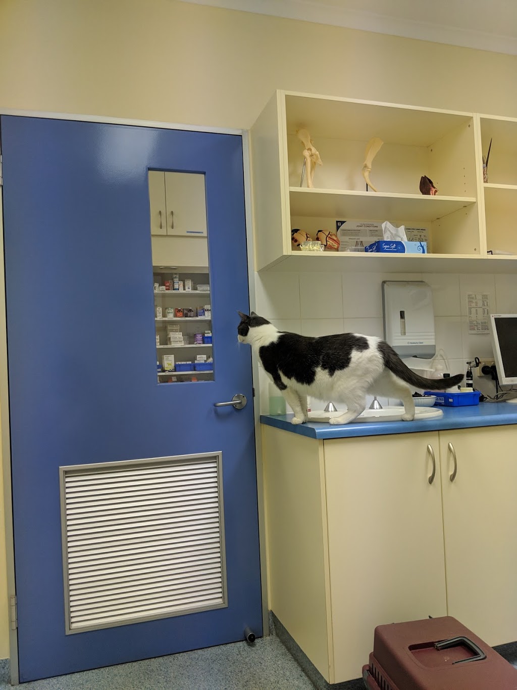 Southern Animal Hospital | veterinary care | 130 Main S Rd, Morphett Vale SA 5162, Australia | 0883823666 OR +61 8 8382 3666