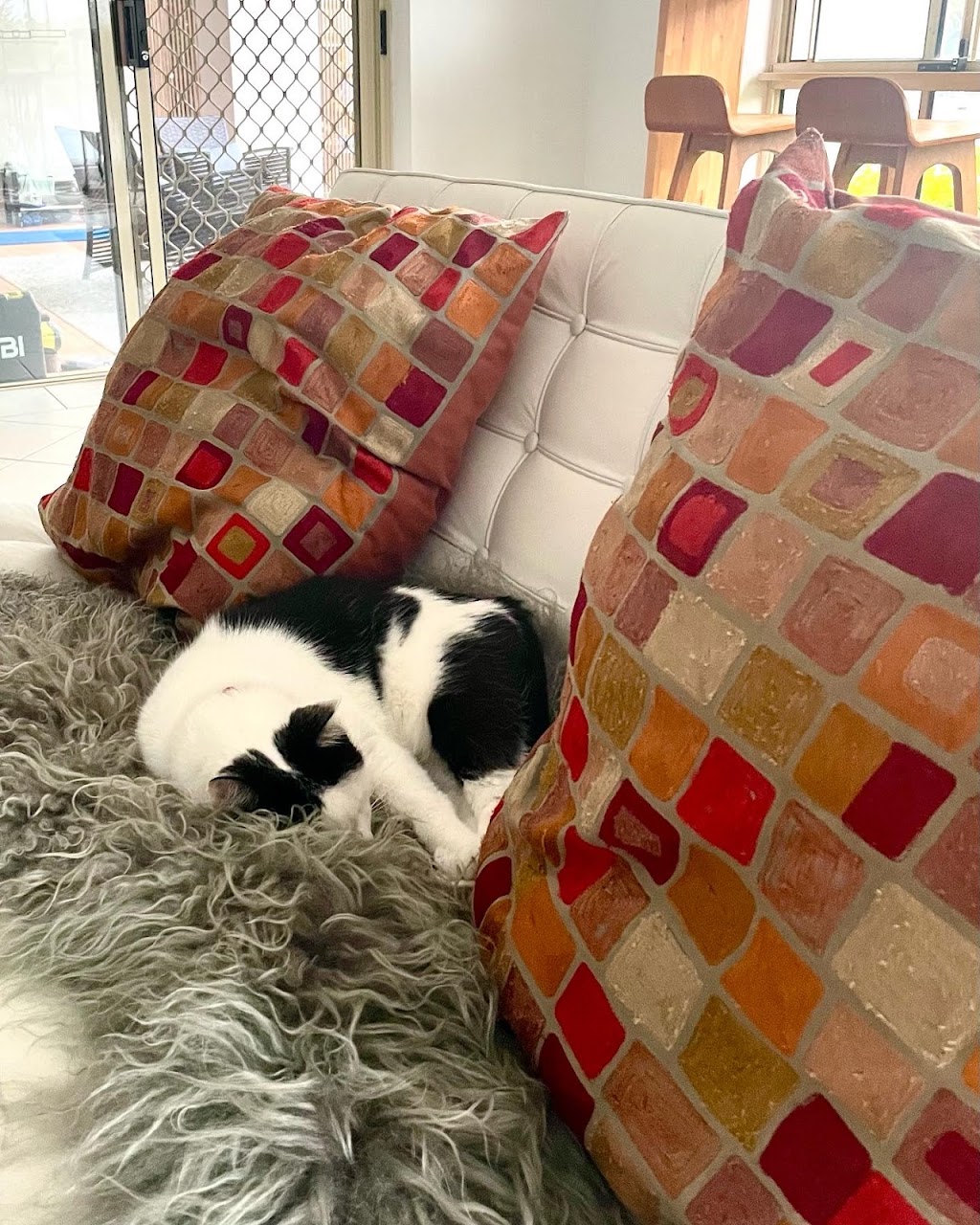 Cat Companion | 18 Binaville Ave, Burraneer NSW 2230, Australia | Phone: 0421 088 150